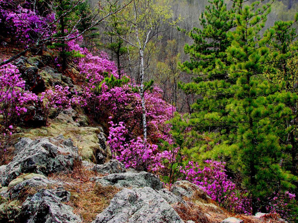Весна в горах, Дальнегорск