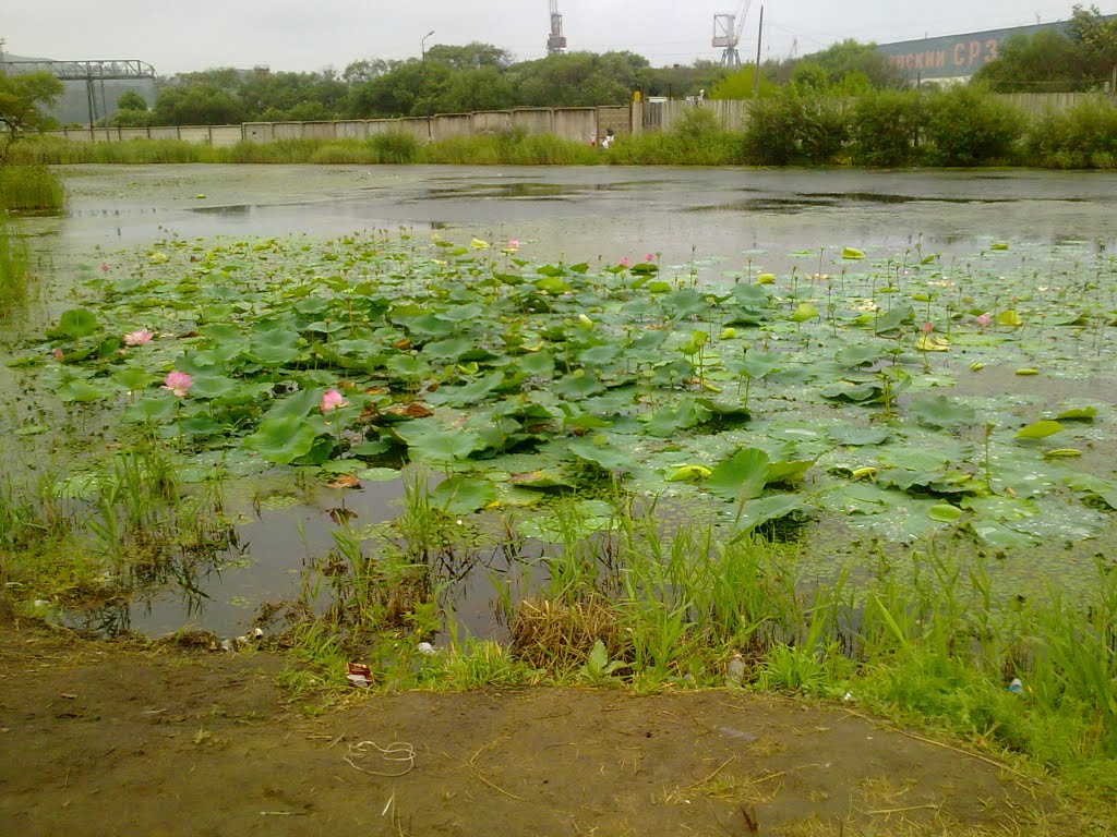 Озеро лотосов в Славянке, Славянка
