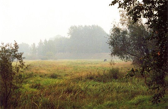 Nice field around of Gdov, Гдов
