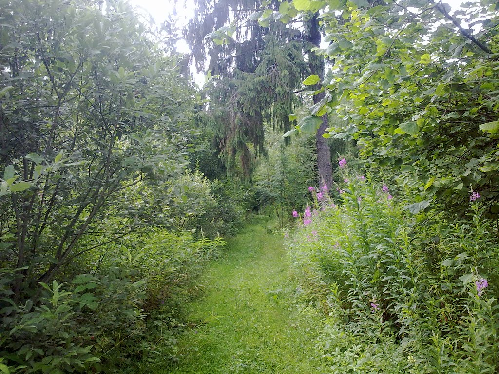 Вход в лес (22 июля 2012)., Дно