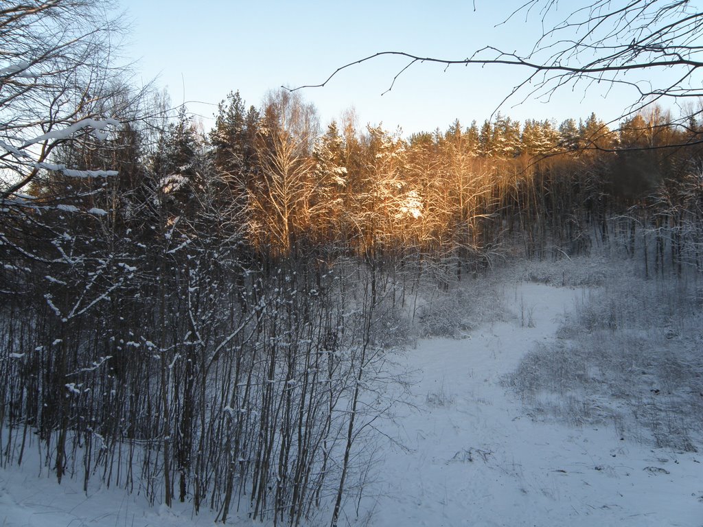 Зимний лес, Пушкинские Горы