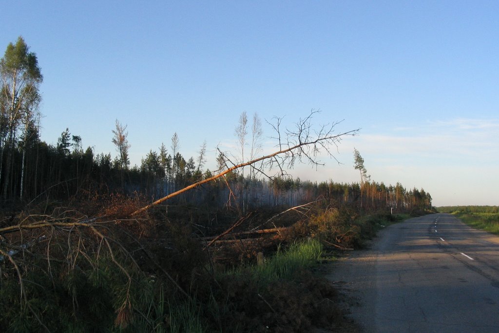 Burnt forest near Pytalovo city, Пыталово