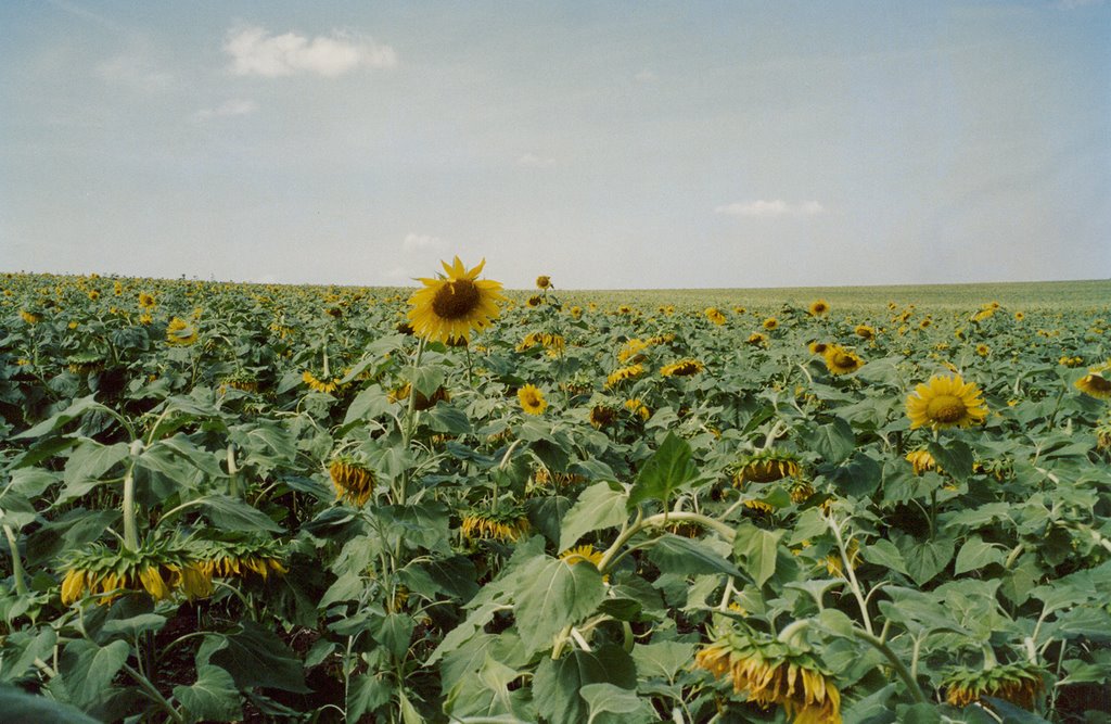 Field of sunflowers, Боковская