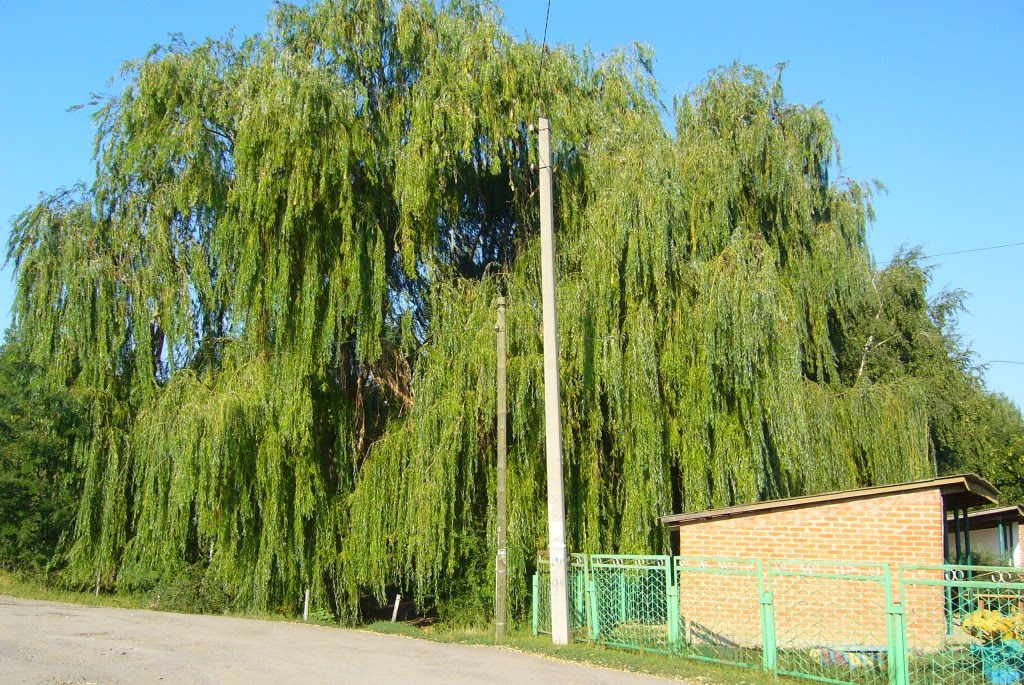 Плакучая Ива Возле Беседки Детского Сада (2011). Weeping Willow Near Arbors of Kindergarten (2011), Большая Мартыновка