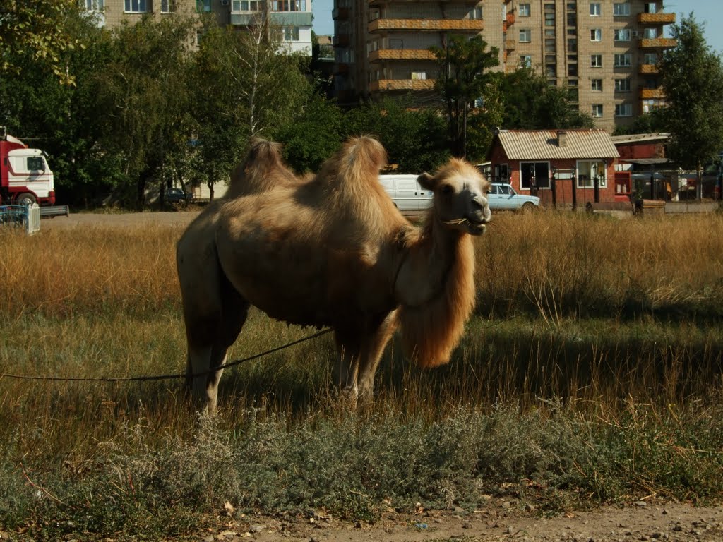 Верблюд, Донецк