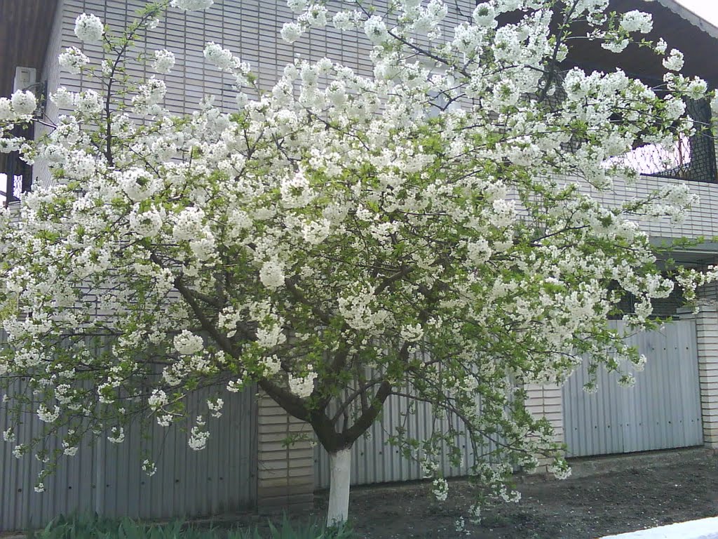 Весна..., Каменск-Шахтинский