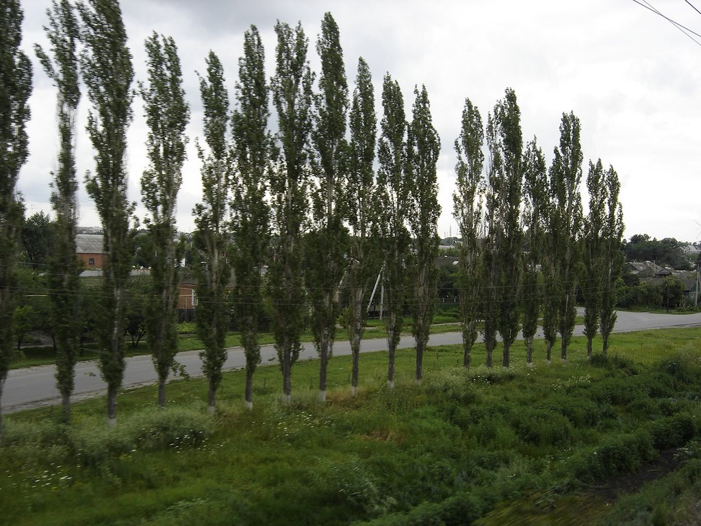 Millerovo. Trees along the road / Миллерово. Деревья вдоль дороги, Миллерово