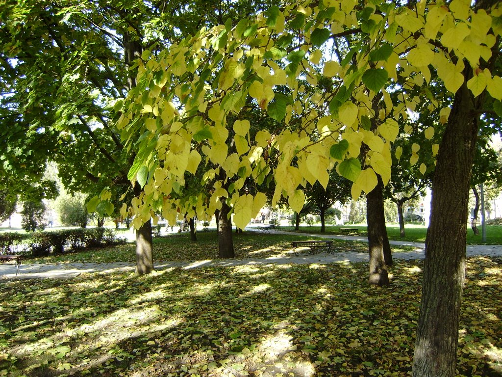 In park in the autumn morning/ В парке осенним утром, Таганрог