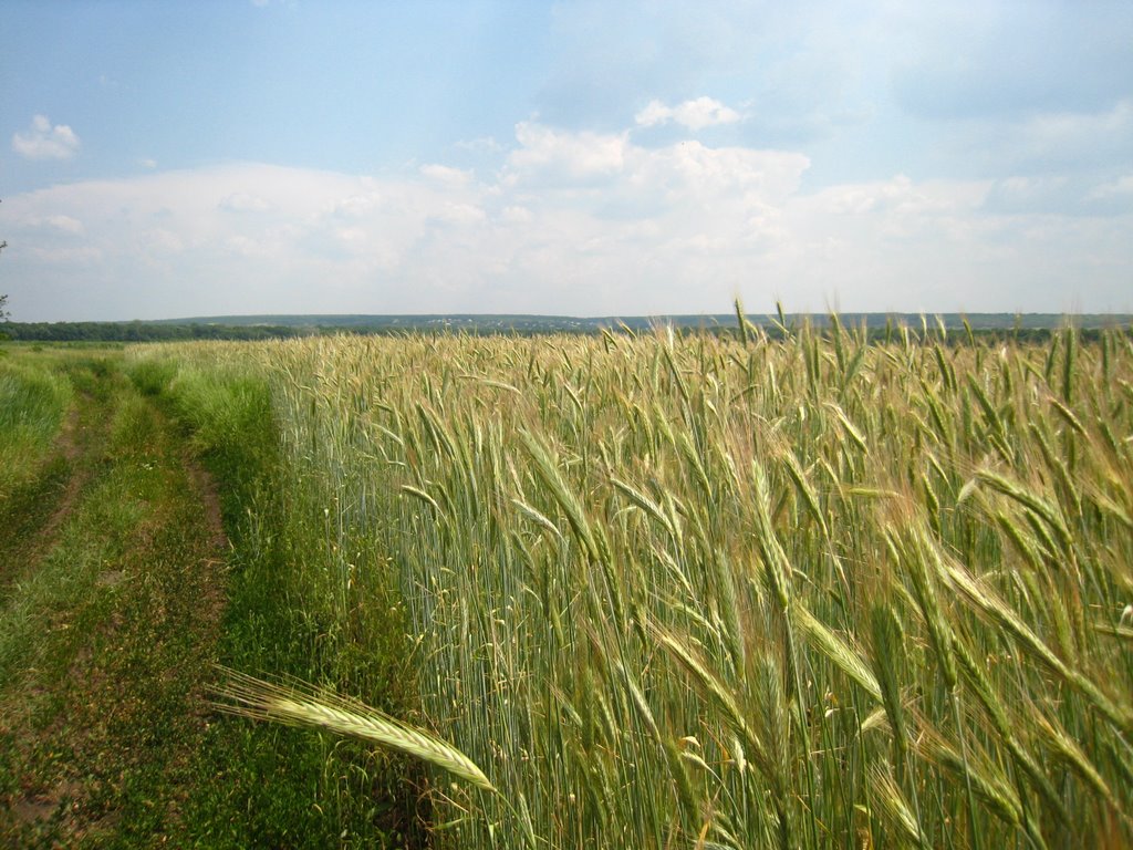 Поля пшеницы. Fields of wheat., Тарасовский
