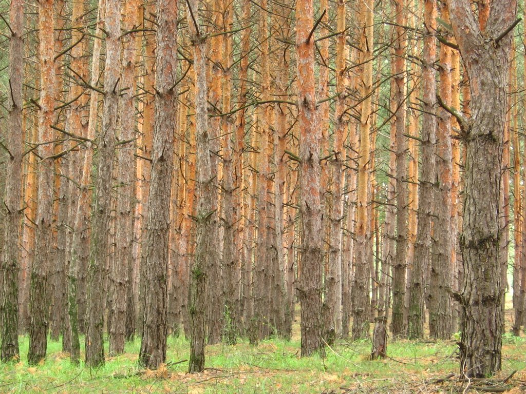 pines, Тарасовский