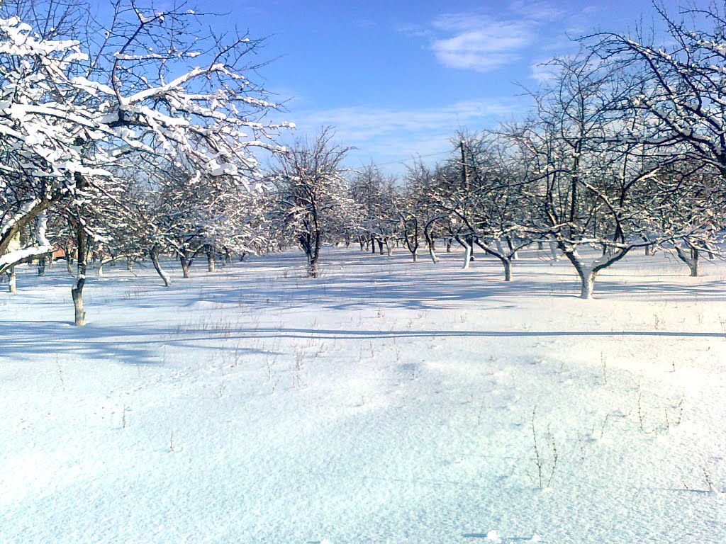 Милославка (зимний яблоневый сад возле Администрации), Милославское
