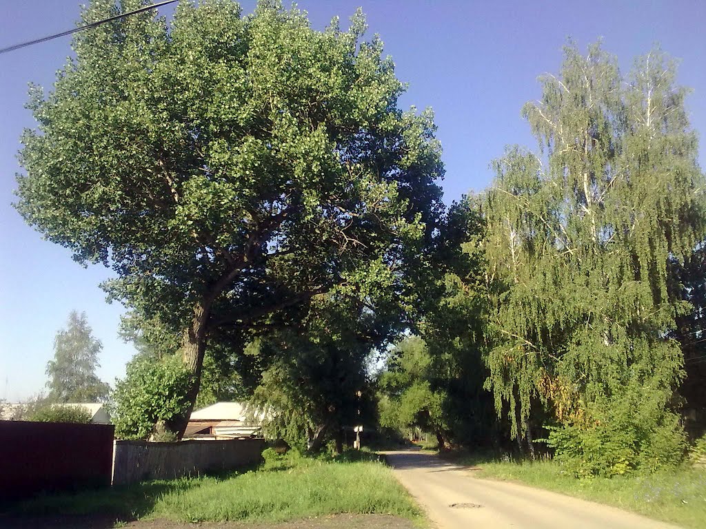 Салтыкова-Щедрина помнит. Школьники вычислили возраст тополя в центре Рязани - н