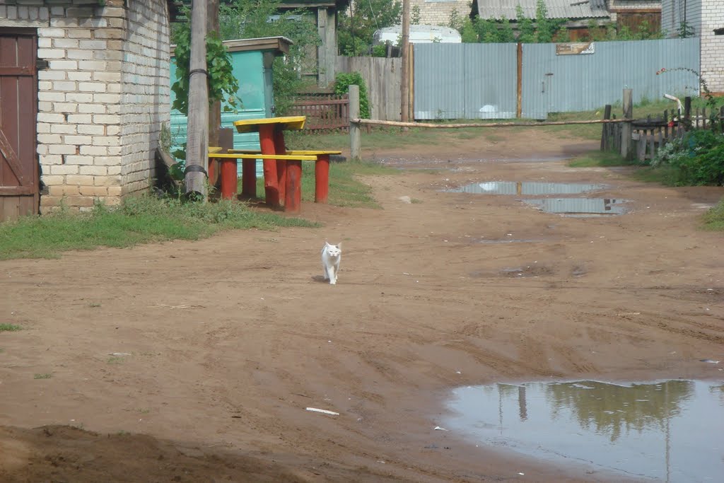 Борский кот, Борское
