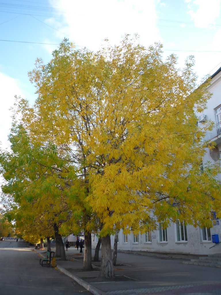 Городское дерево, Новокуйбышевск