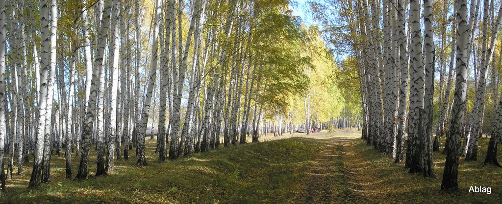 Осень. Берёзовая роща., Похвистнево