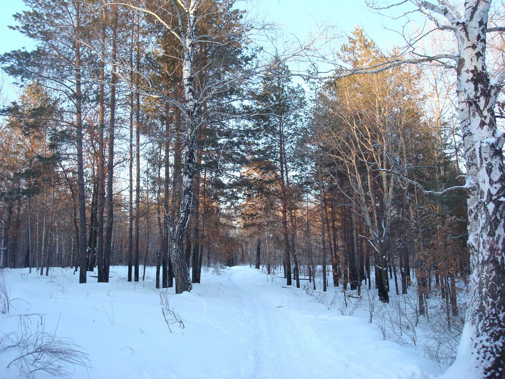 зимний лес., Тольятти