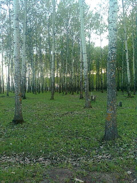 лес, Шентала
