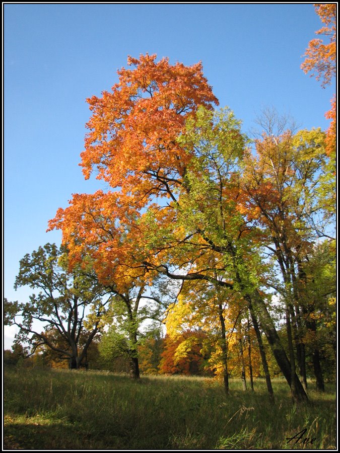Gatchina. A mellow autumn., Гатчина