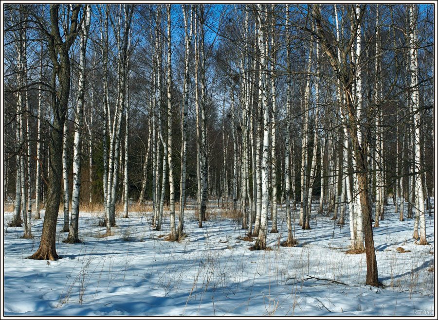 Birches (www.blackred.spb.ru), Гатчина
