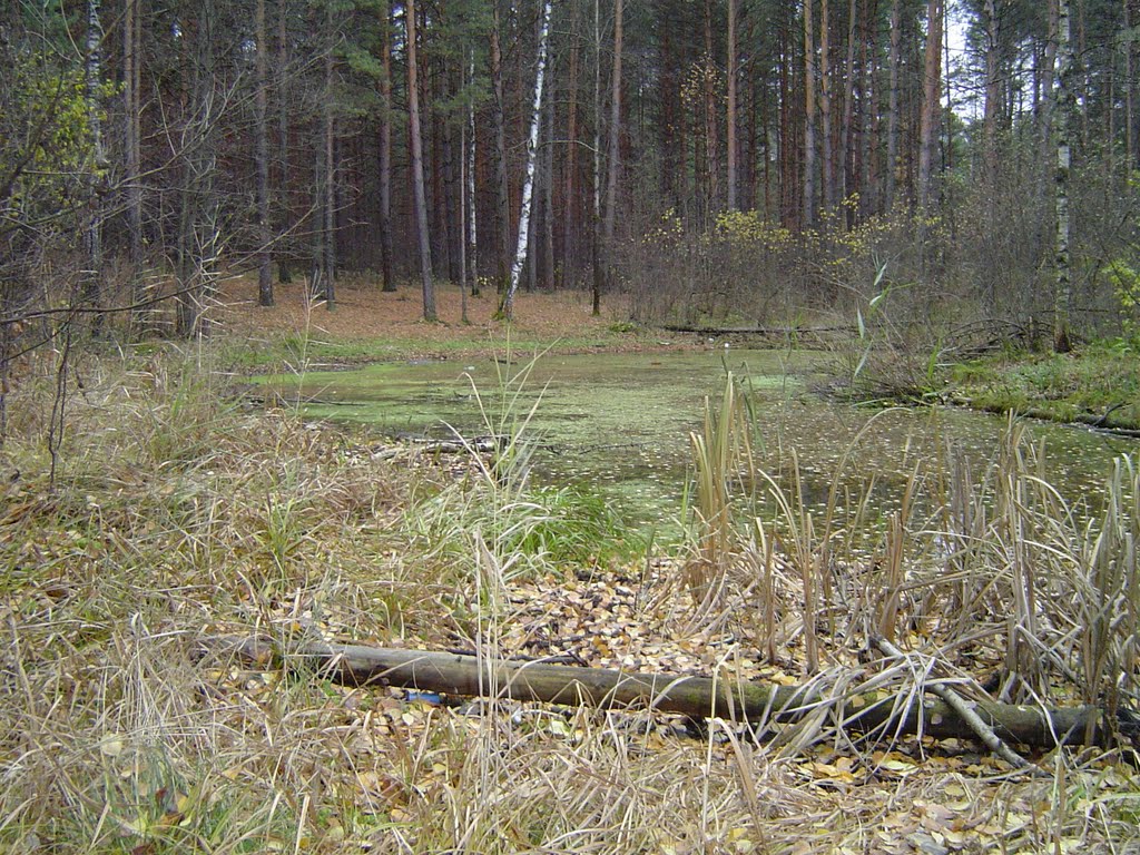 Forest, Дубровка