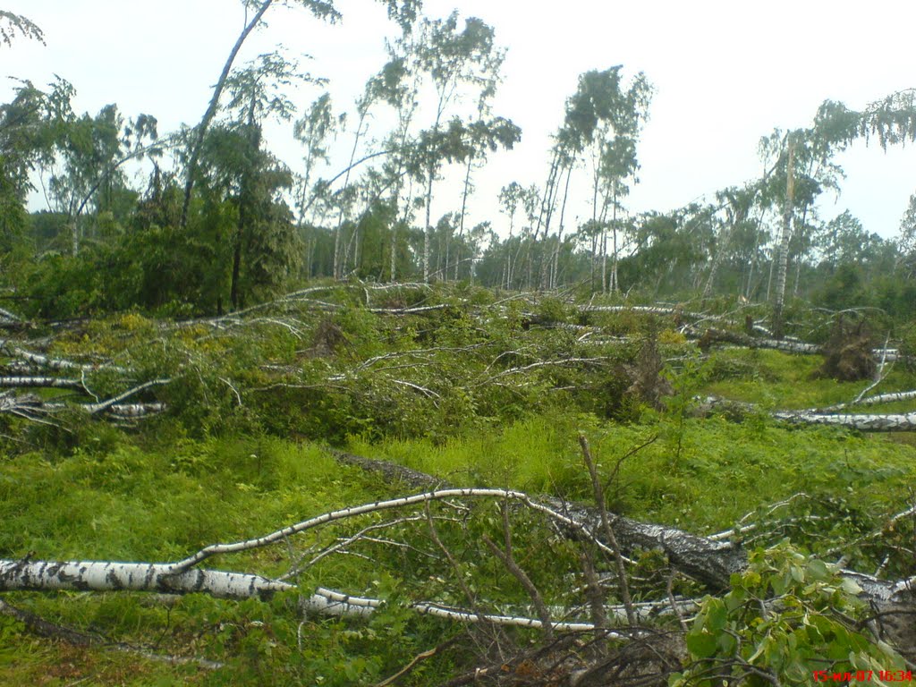Ураган 2007 (березовая роща 3), Дубровка