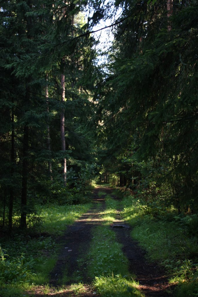 Forest path in the afternoon., Зеленогорск