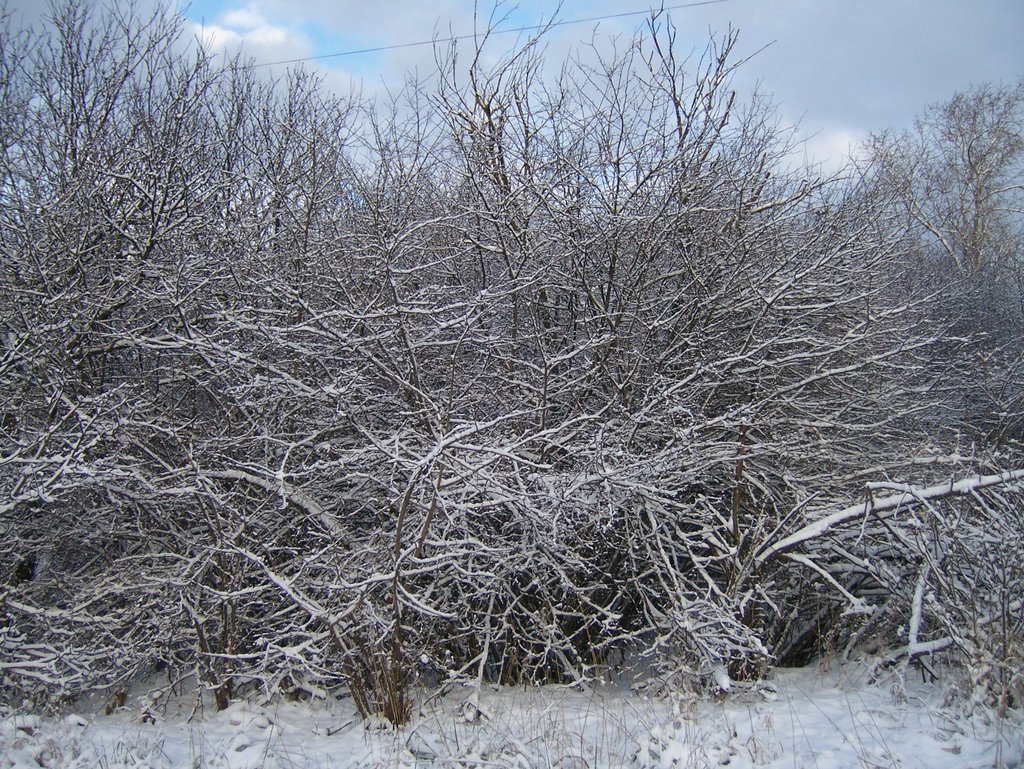 Первый снег  3 (19.11.2008г), Кингисепп