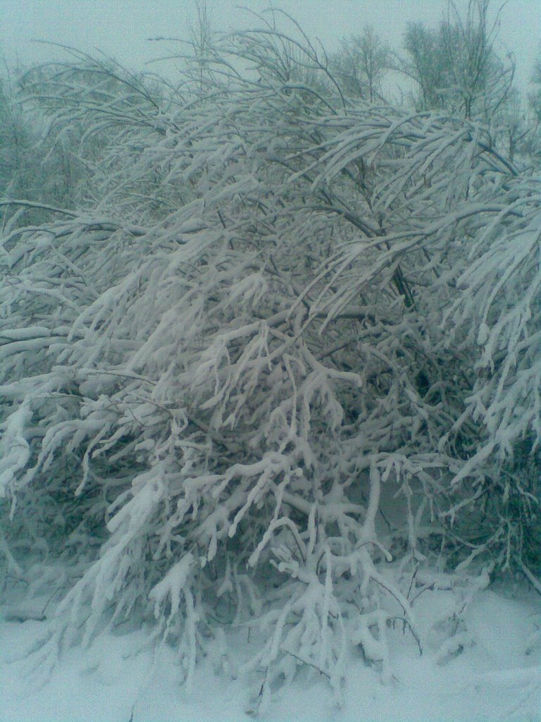 19.11.2007. г.Кингисепп .  Куст в снегу, Кингисепп