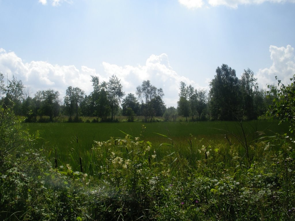 поле рядом с тропинкой, Кобринское