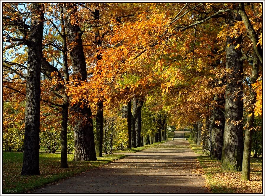 Autumn Park (www.blackred.spb.ru), Пушкин