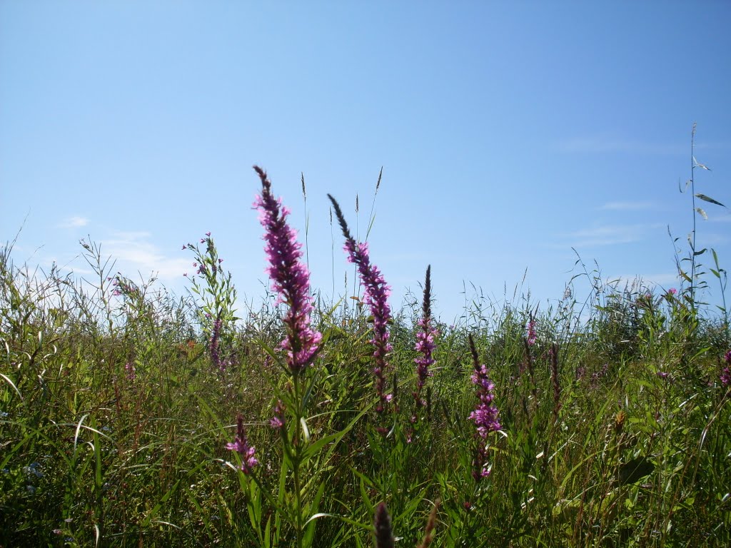 Salicaria Lythrum, pink Flowers and Beach., Сестрорецк
