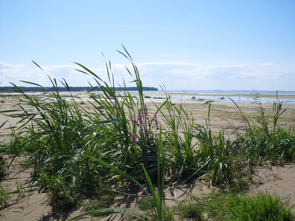 Beach and  Flowers, Salicaria Lythrum., Сестрорецк