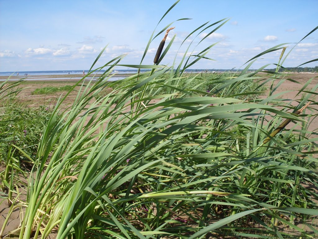 Seaside and grass., Сестрорецк