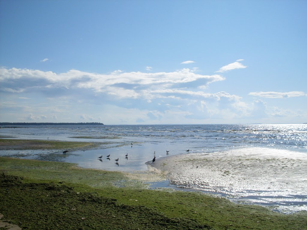 Green beach and Birds., Сестрорецк