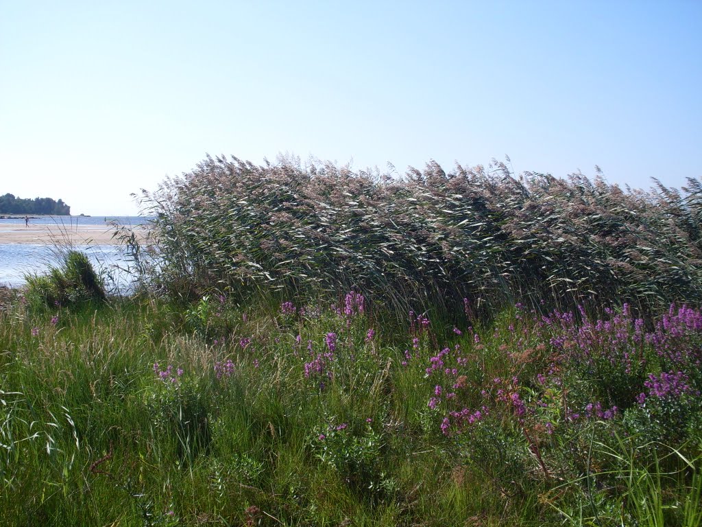 Beach, Grass and Flowers..., Сестрорецк