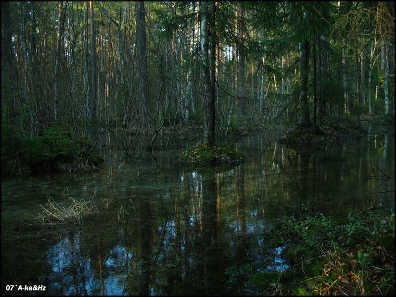 Sunken Forest, Сосновый Бор