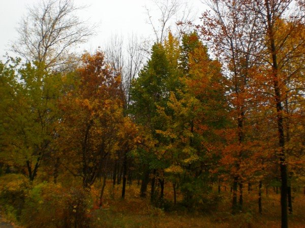Осень в городском парке, Балаково