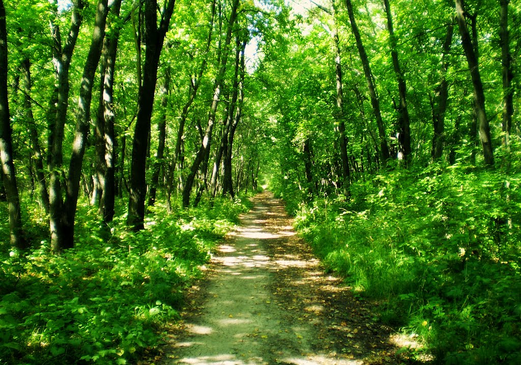 Летний солнечный лес / Sunny forest, Самойловка
