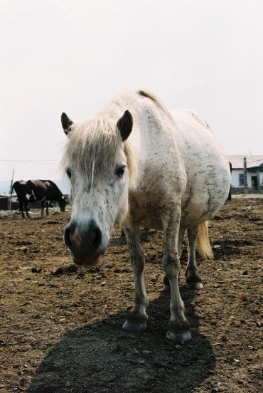Horse, Верхоянск
