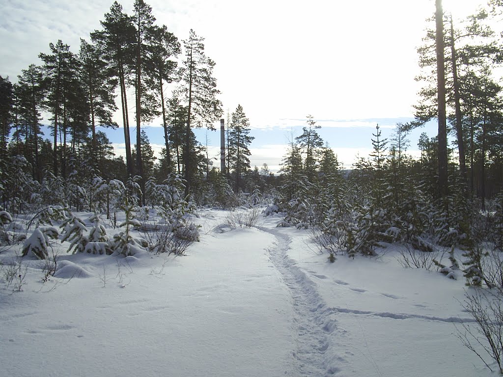 первый снег в лесочке, Нерюнгри