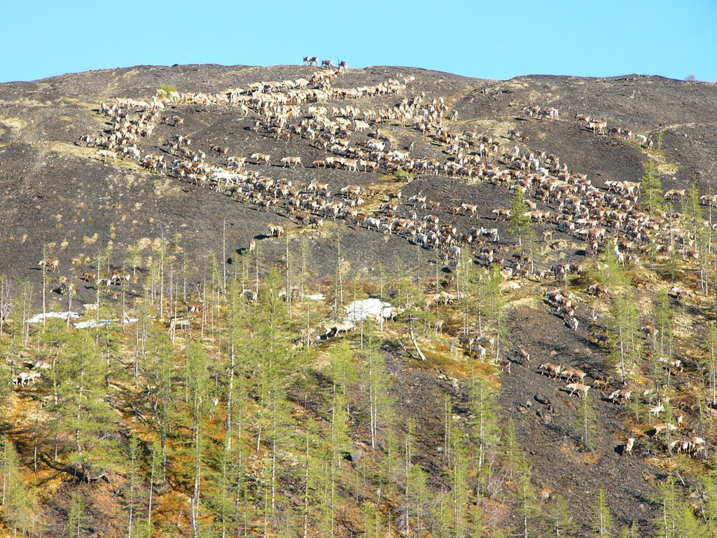 Северные олени в горах, Хонуу