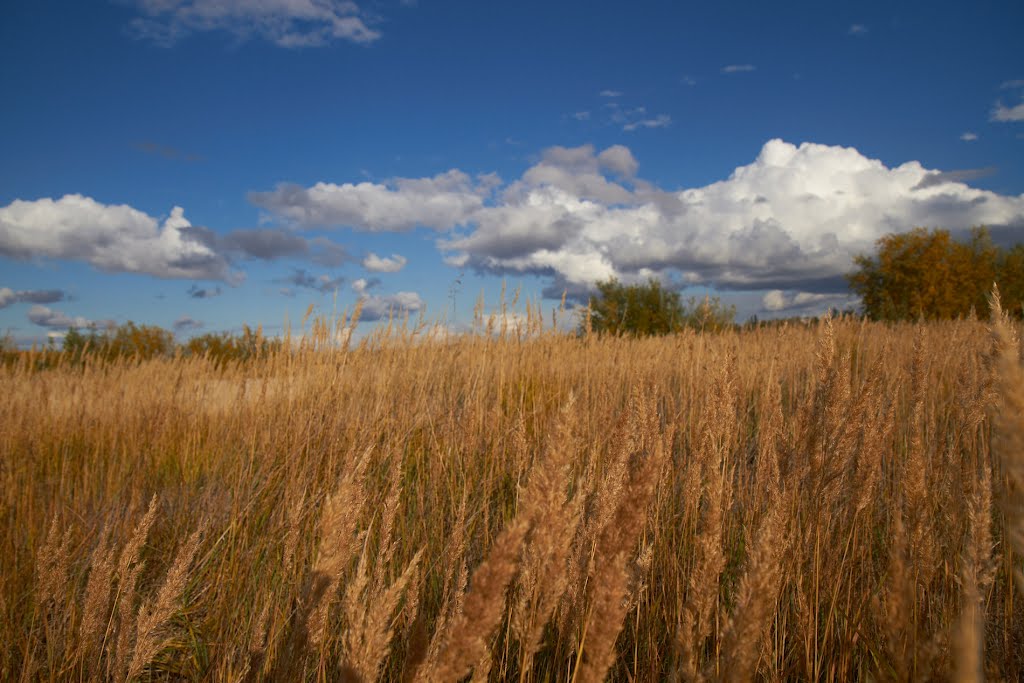 трава, Губкинский