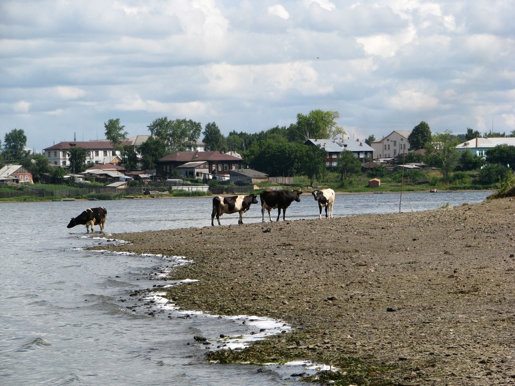 пруд и коровы (the pond &  cow), Верхняя Синячиха