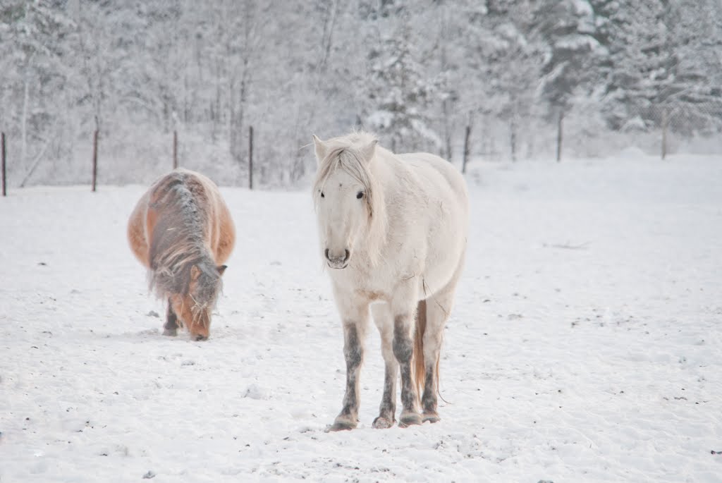 Visim, Yakutian horse,  -25°C, Висим