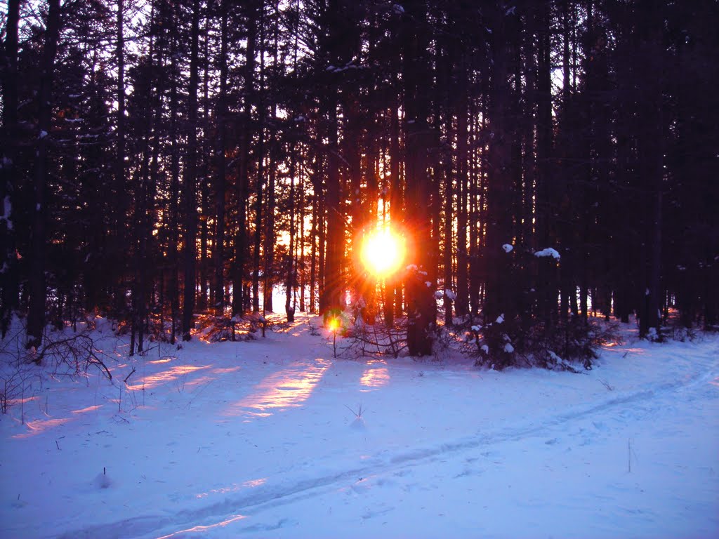 winter forest, Волчанск
