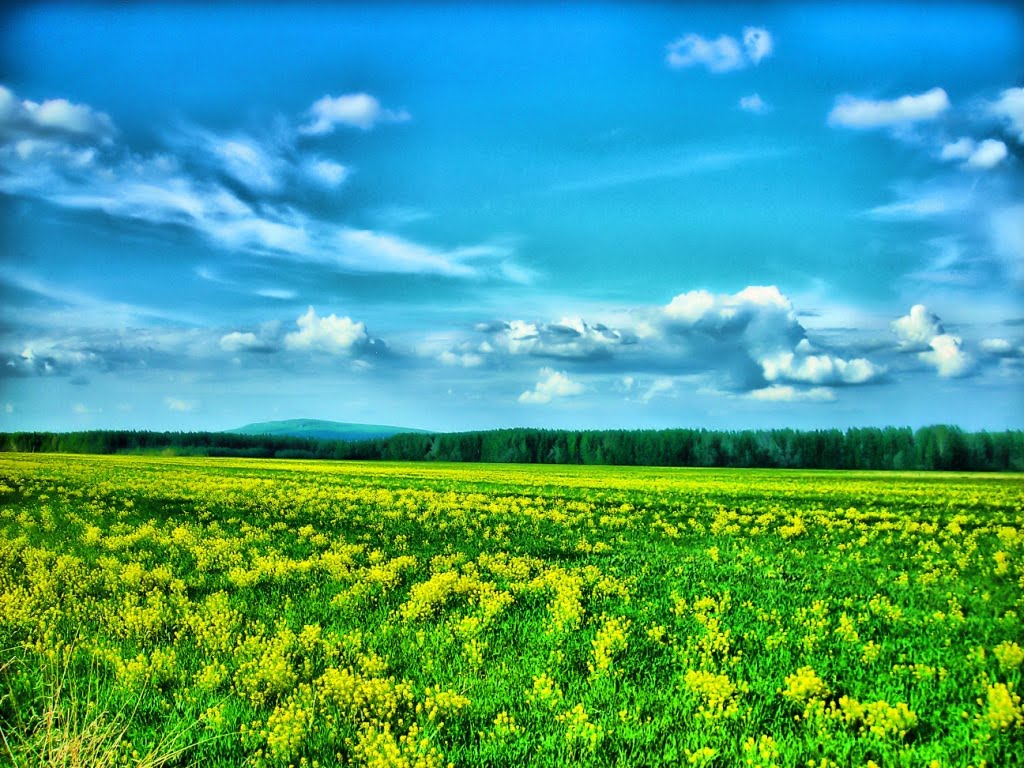 поле в жёлтом, Волчанск