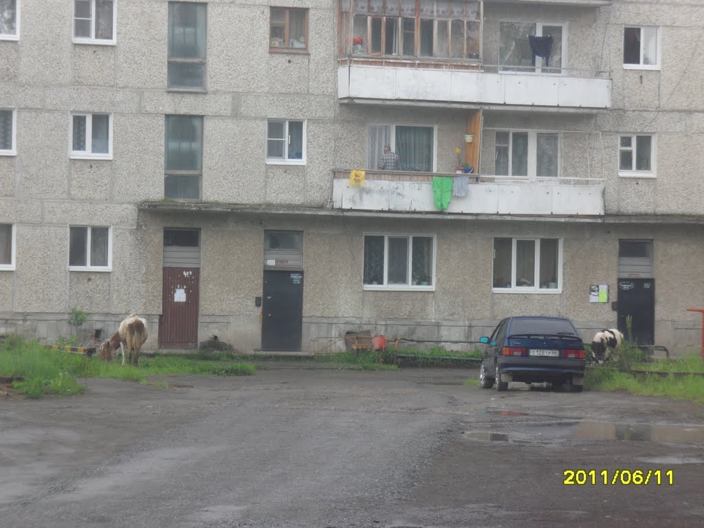 коровы в городе, Волчанск