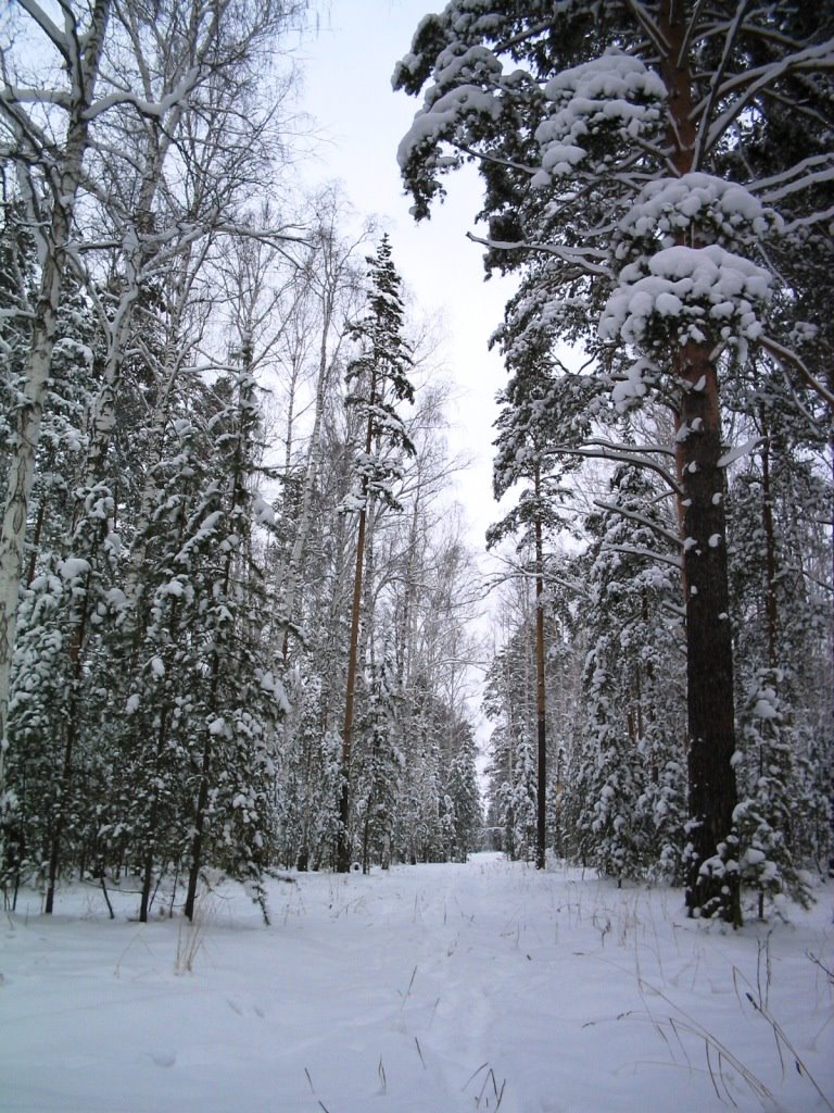 Зимний лесWinter wood, Дегтярск