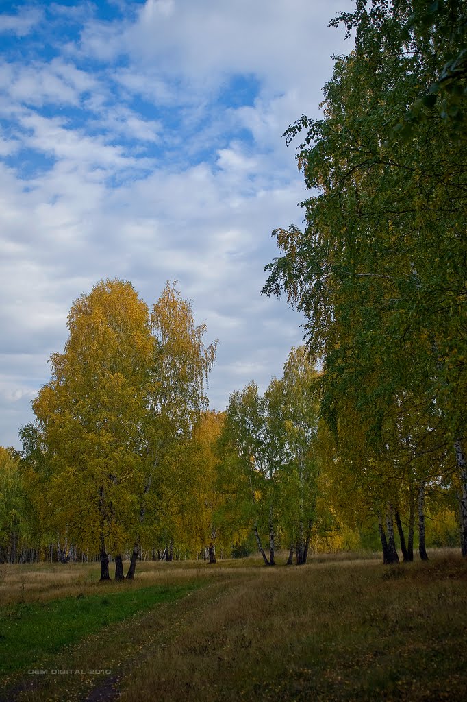 Березовый лес на правом берегу Каменки I, Каменск-Уральский