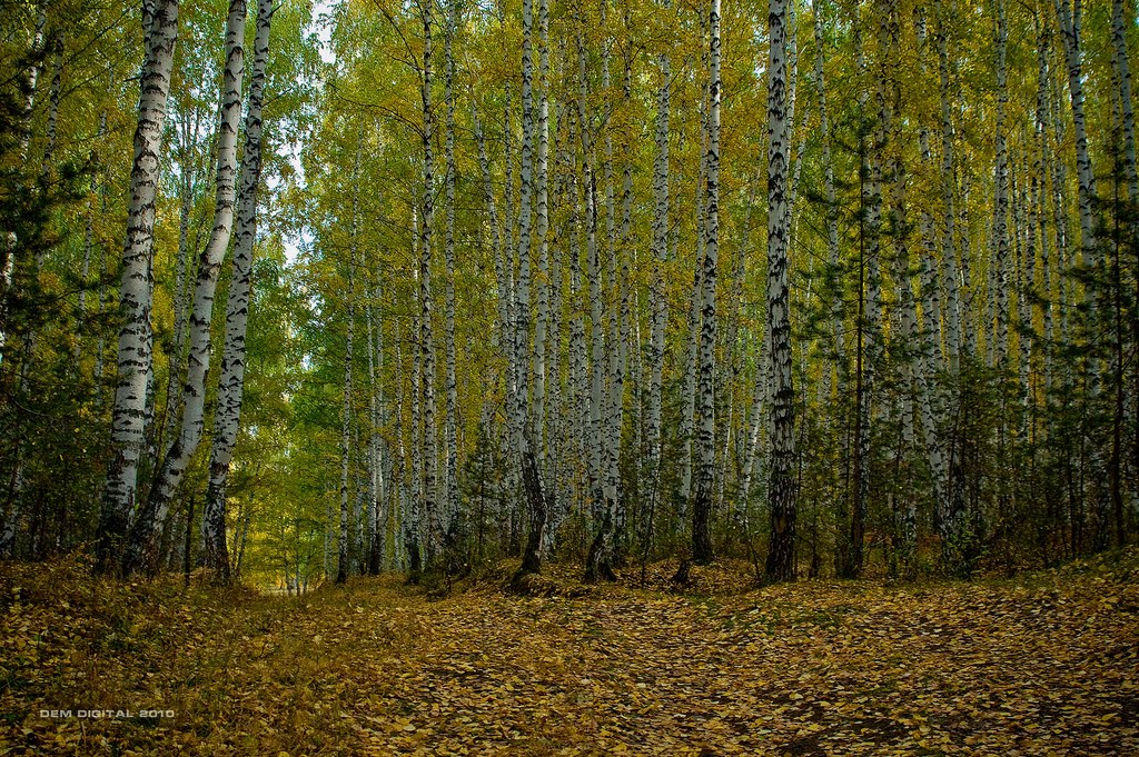 Березовый лес на правом берегу Каменки II, Каменск-Уральский